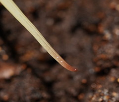 Fletchamia mediolineata