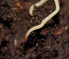 Fletchamia mediolineata