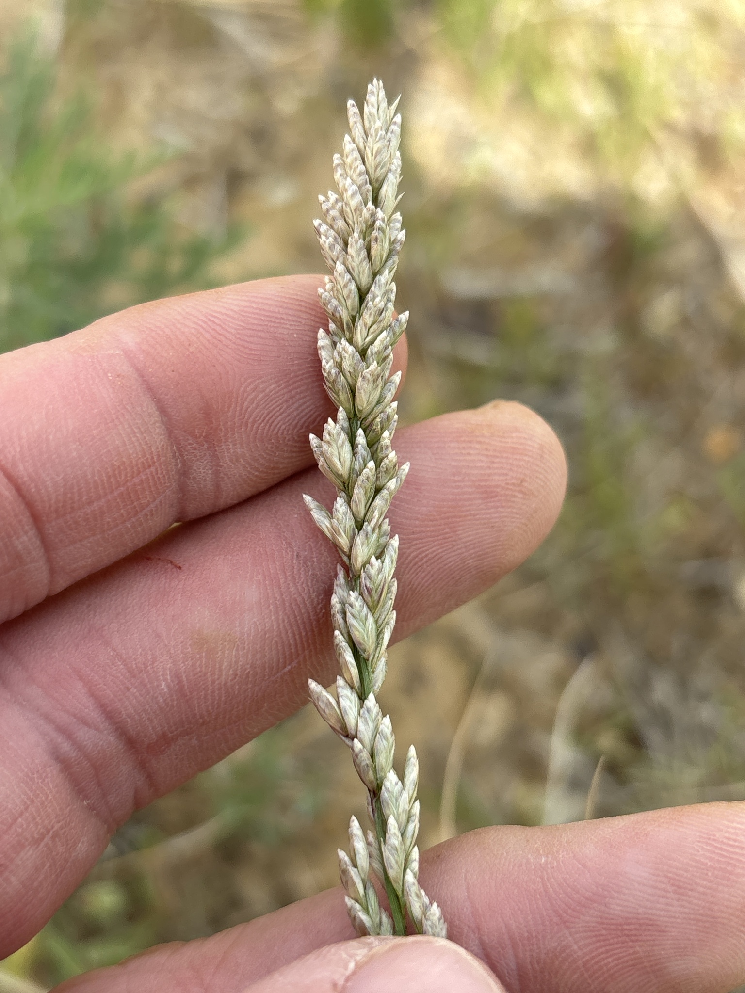 White Tridens (Tridens albescens)