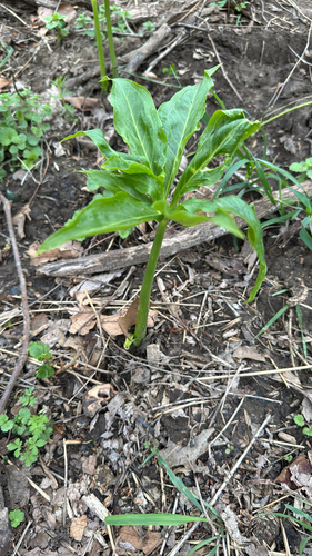 Pinellia pedatisecta, photograph 2