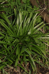 Stephen James McWilliam, CC0, iNaturalist via GBIF Hyacinthoides × massartiana, photograph Stephen James McWilliam, CC0, iNaturalist via GBIF