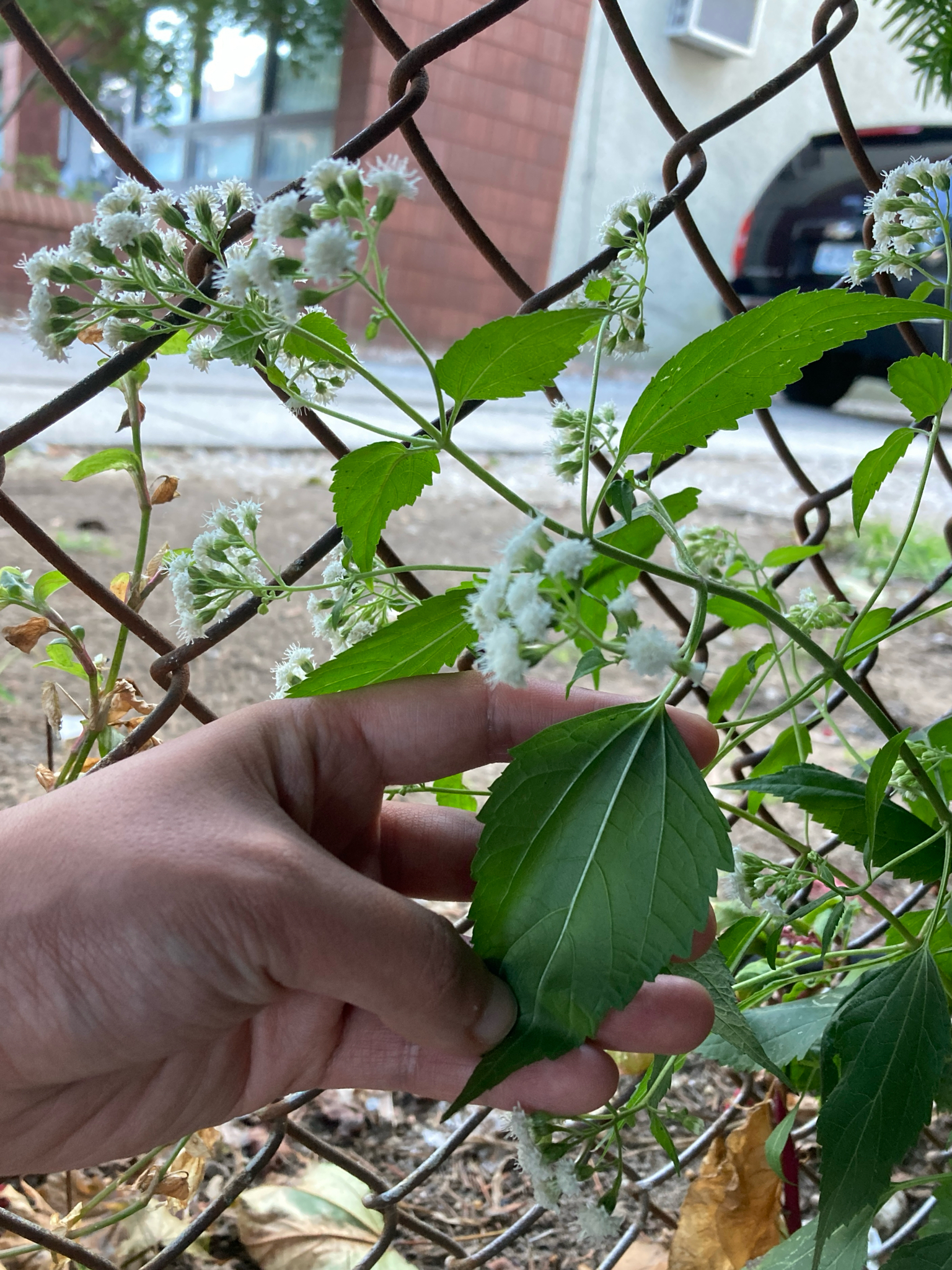 White Snakeroot (Ageratina altissima)