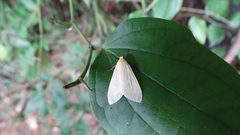 Lepidoptera