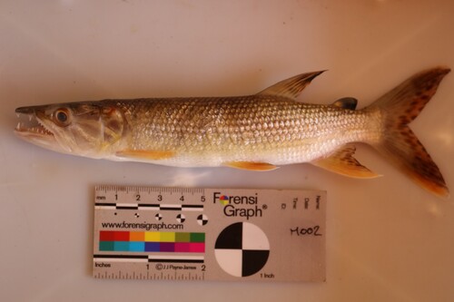 West African Pike