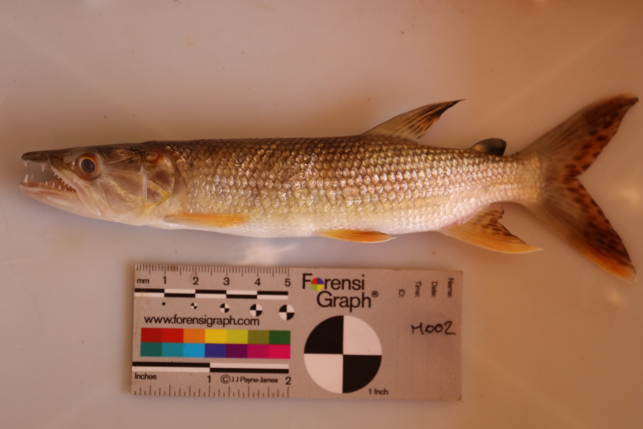 Kafue Pike photo 3