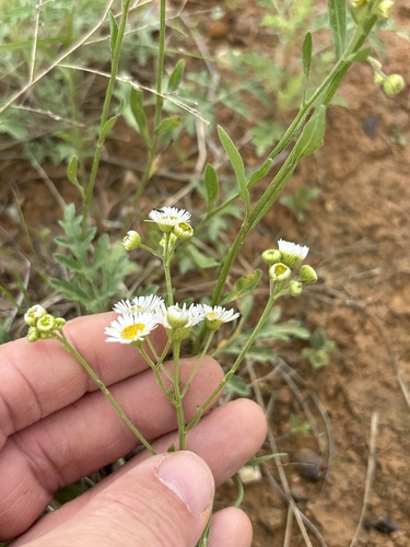 daisy fleabane (Erigeron strigosus)