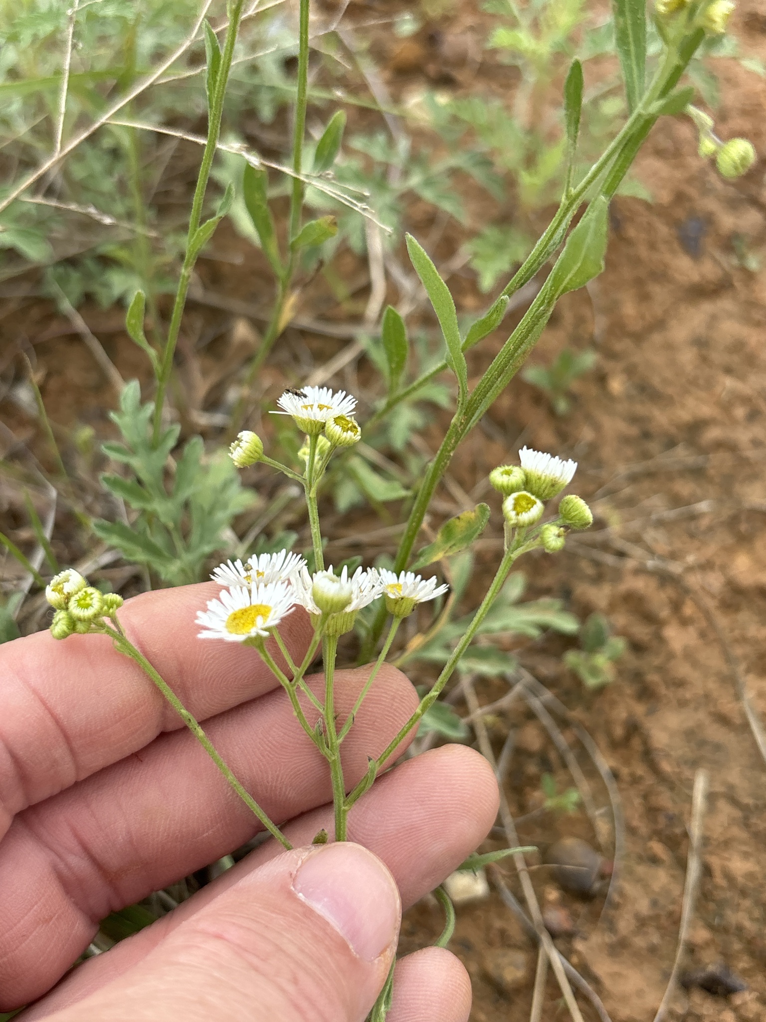 Daisy Fleabane (Erigeron strigosus)