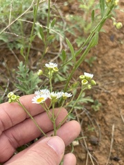 La Vergerette Strigueuse (Erigeron strigosus)