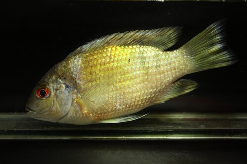 West coast tilapia (Sarotherodon caudomarginatus) — Cichlidae