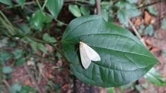 Lepidoptera