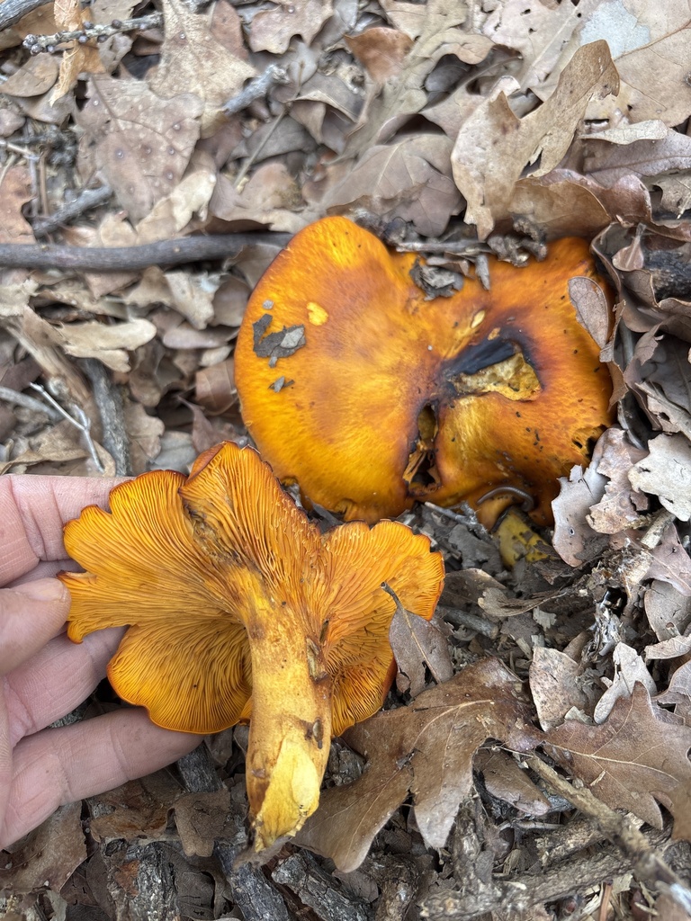 Omphalotus subilludens · April 2026 · photo: © sambiology (iNaturalist, cc-by)