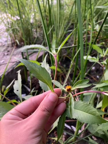 Purplestem Beggarticks (Bidens connata)