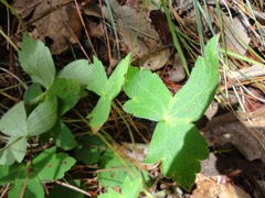 Geranium oaxacanum