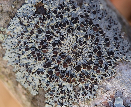 Žvaigždinė žiauberė nuotrauka