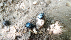 Coleoptera