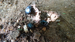 Coleoptera
