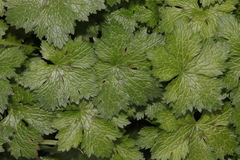 Geranium × oxonianum