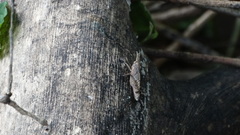 Orthoptera
