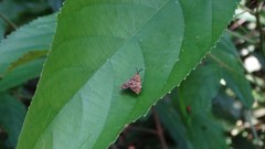 Ornarantia ophiodesma