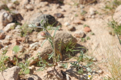 Chaenactis macrantha