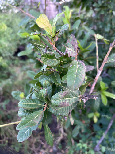 Jacket plum (Pappea capensis)