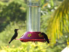 Campylopterus ensipennis