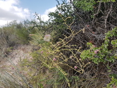 Mirabilis ovata
