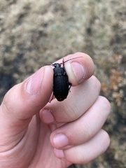 Carabus vinctus