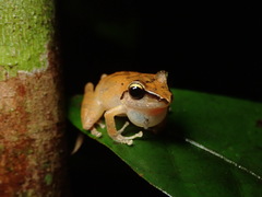 Pristimantis reichlei