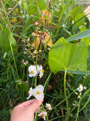 broadleaf arrowhead (Sagittaria latifolia)