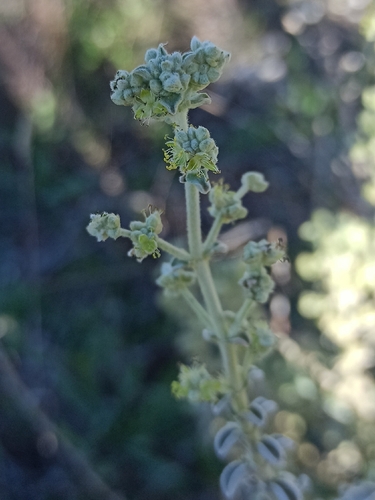 Mercurialis tomentosa (Mercurialis tomentosa)