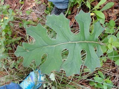 Psacalium paucicapitatum
