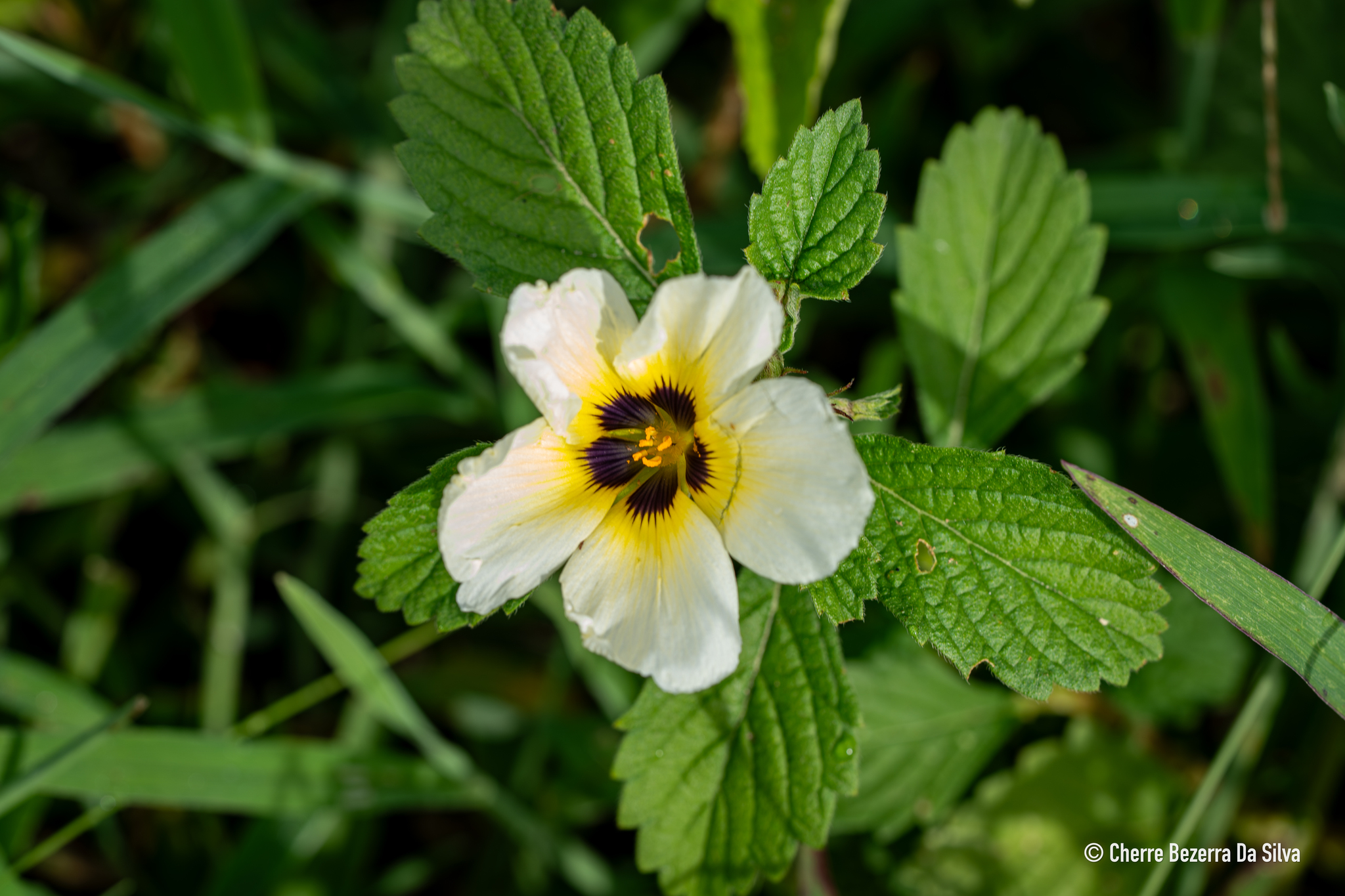 Turnera subulata