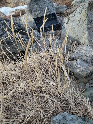 Sand Ryegrass (Leymus arenarius)