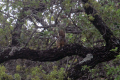 Sciurus niger
