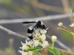 Reedomutilla pubescens