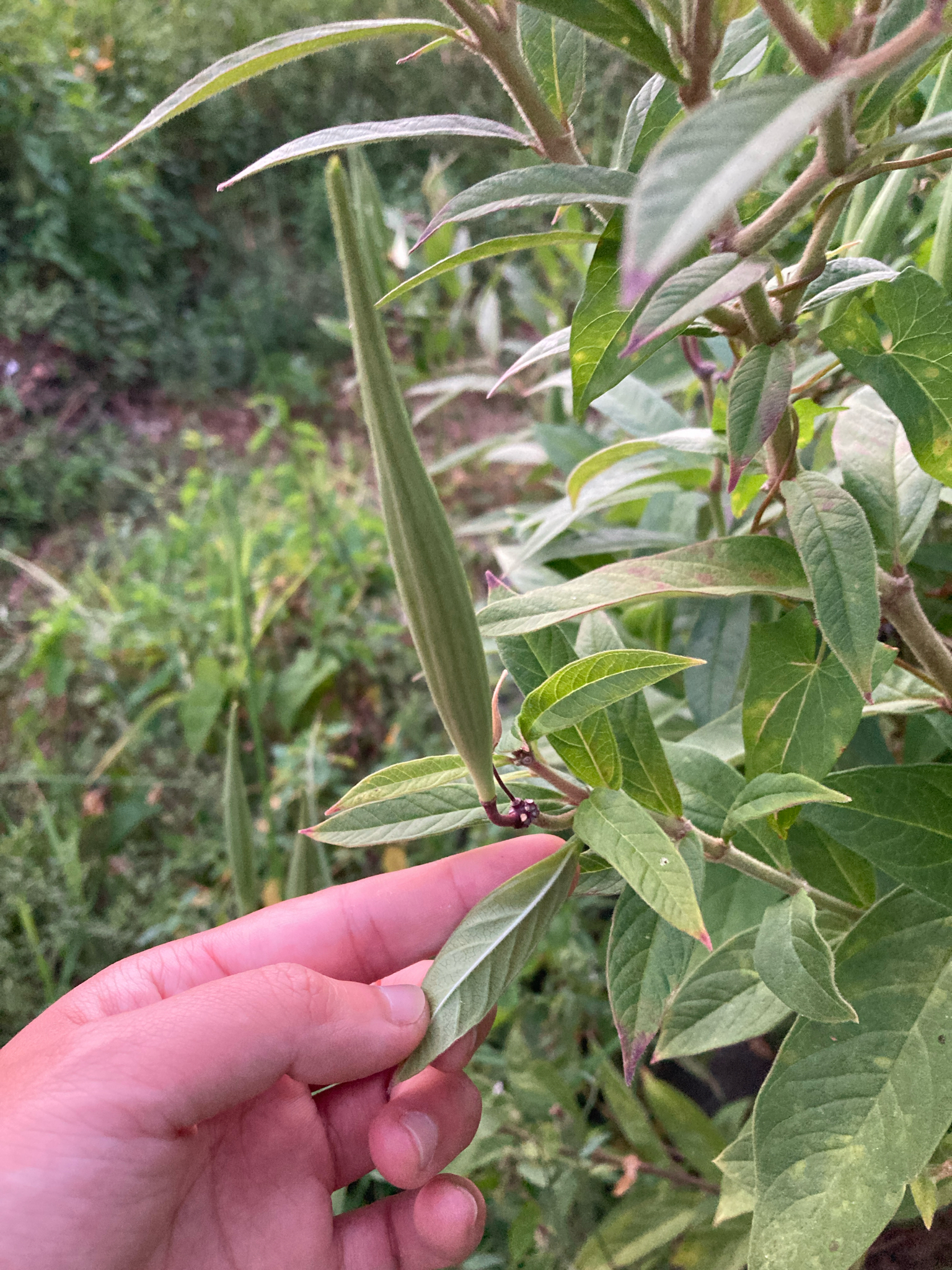 Swamp Milkweed (Asclepias incarnata)