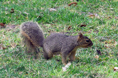 Sciurus niger