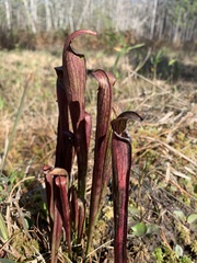 Sarracenia rubra