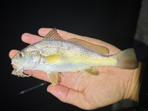 Belangeri croaker (Johnius belangerii) — Sciaenidae
