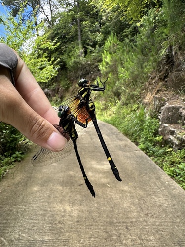 Chlorogomphus nasutus