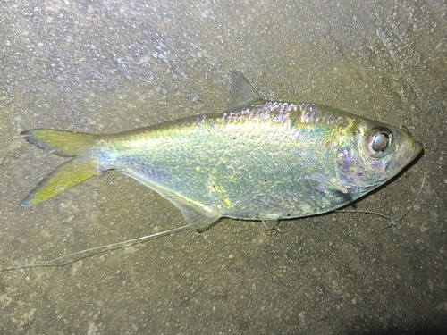 Indian ilisha (Ilisha melastoma) — Pristigasteridae — 2