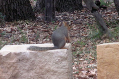 Sciurus niger