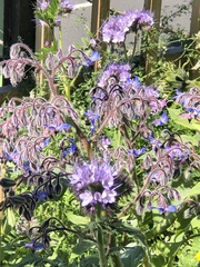 Borago