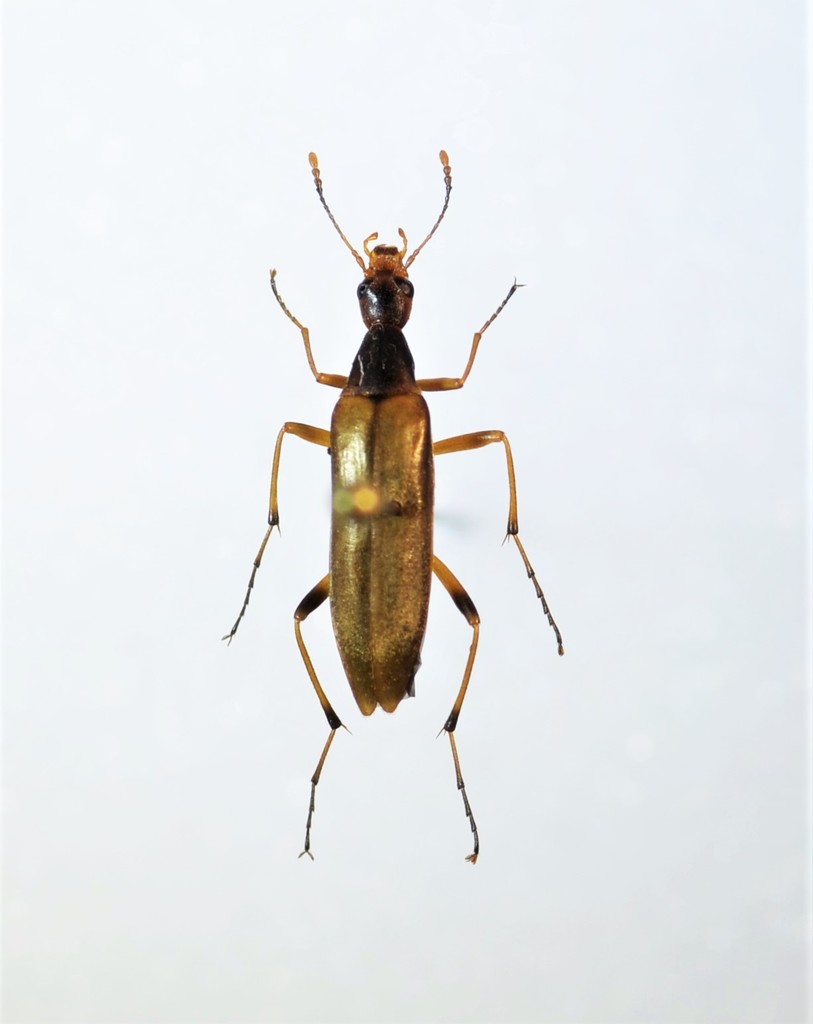 Cephaloon