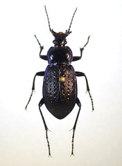 Carabus serratus