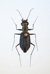 Cicindela punctulata punctulata