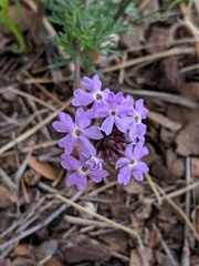 Glandularia latilobata