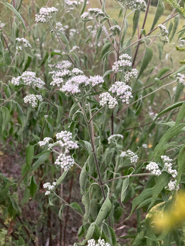 Lateflowering Thoroughwort (Eupatorium serotinum)