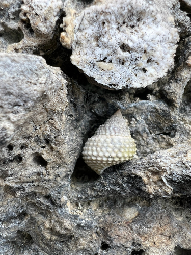 Cenchritis muricatus